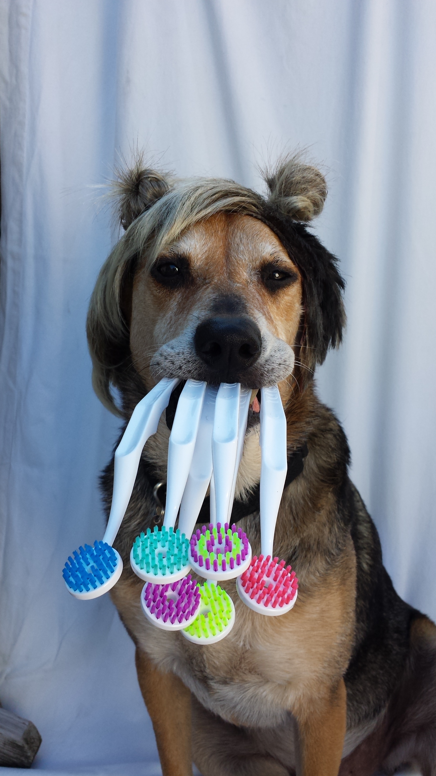 An Open Letter to Miley Cyrus from Bart the Dog