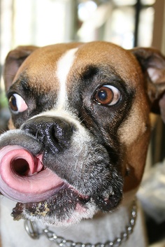 Fact or Fiction: My Dog’s Mouth is Cleaner than Mine!