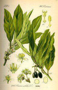 Illustration: Laurus nobilis