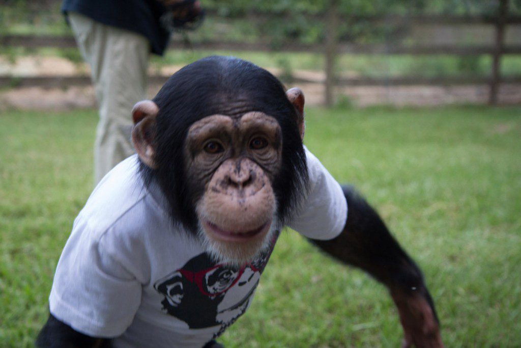 Chance the Chimp at Play