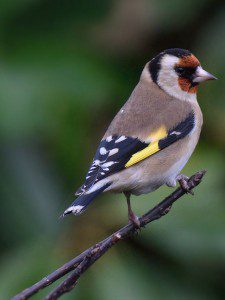This is the goldfinch you're looking for, ladies!