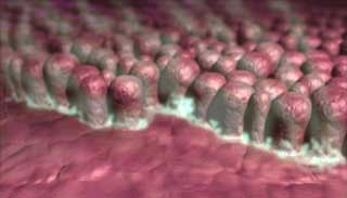 Illustration: close-up of biofilm on the surface of the tongue
