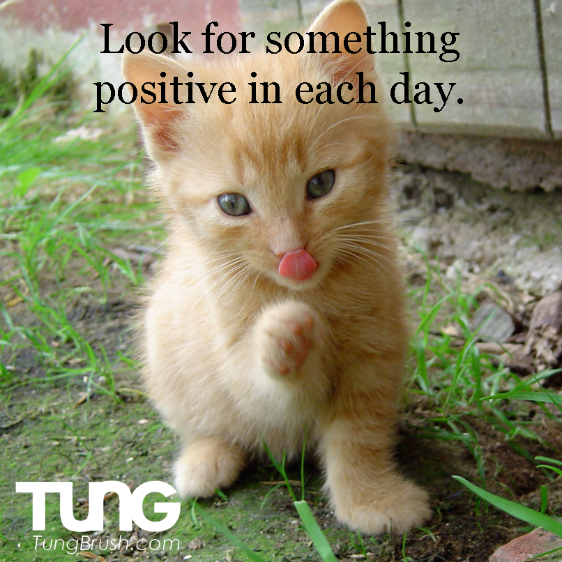 Look For Something Positive in Each Day (Cat Picture)